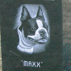 Maxx